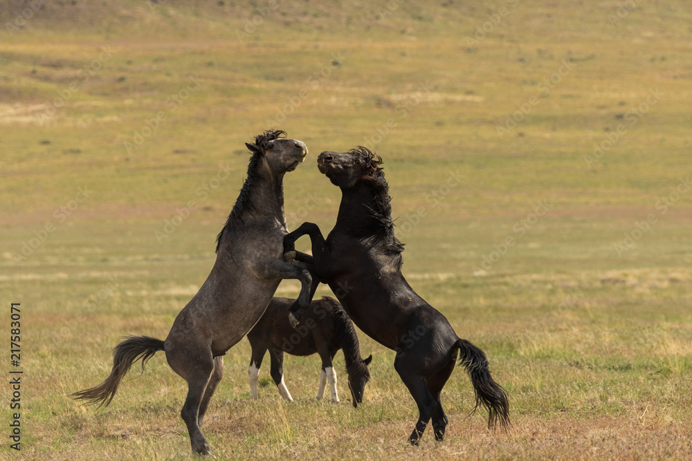 Fototapeta premium Wild Horse Stallions Fighting
