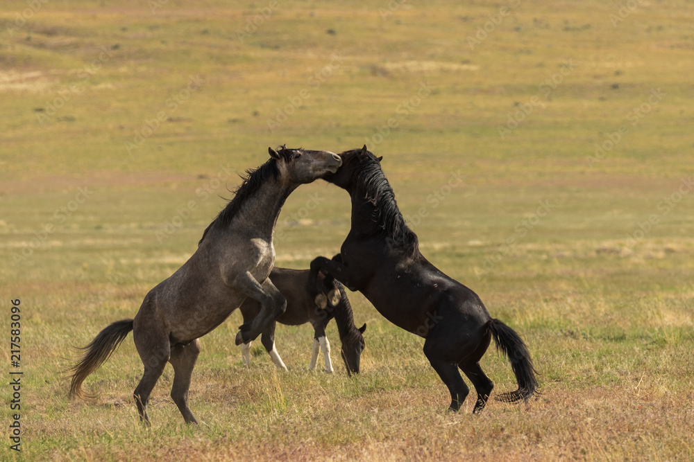 Wild Horse Stallions Fighting Wild Horse Stallions Fighting