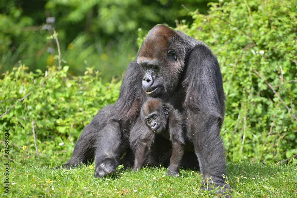 Mère Gorille et son petit Mère Gorille et son petit