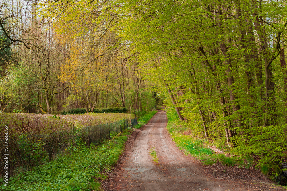 Fototapeta premium Waldweg durch den Frühlingswald