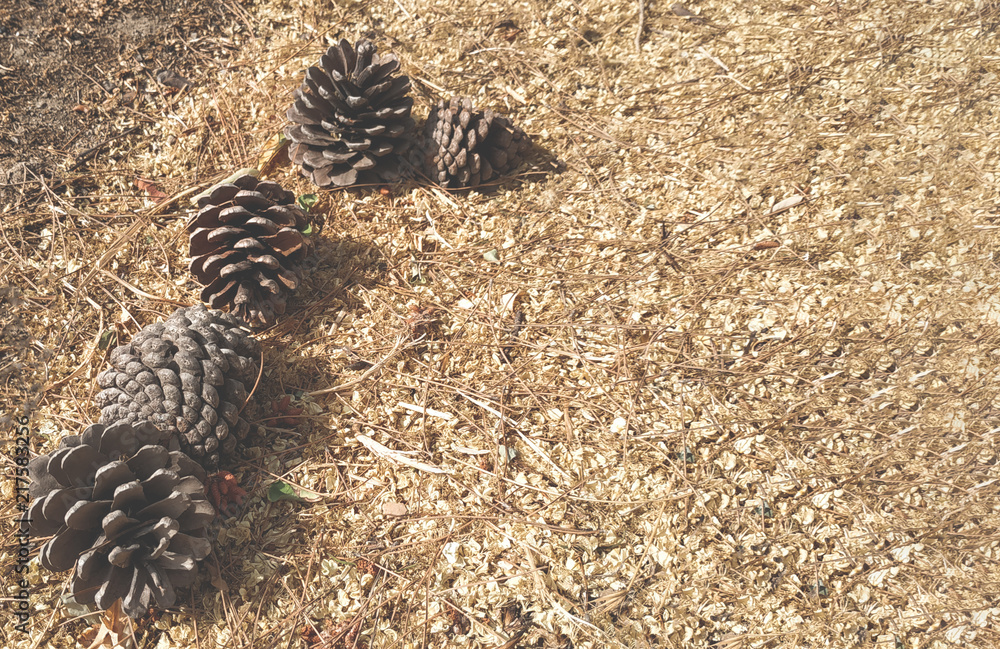 Pine cones on the dried grass background image Pine cones on the dried grass background image