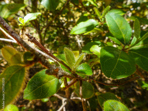Wallpaper Mural Jaen. Parque natural de Cazorla en Andalucia. España Torontodigital.ca