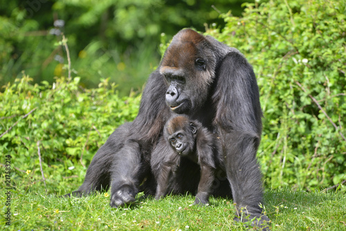 Mère Gorille et son petit