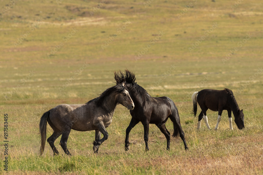 Fototapeta premium Wild Horse Stallions Fighting