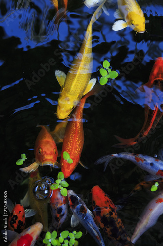 gold carp in aquarium