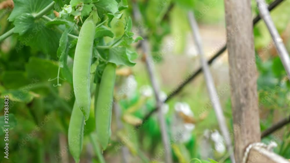 Ripe green pea grow at the garden Ripe green pea grow at the garden