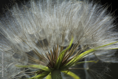 Macro Dandilion