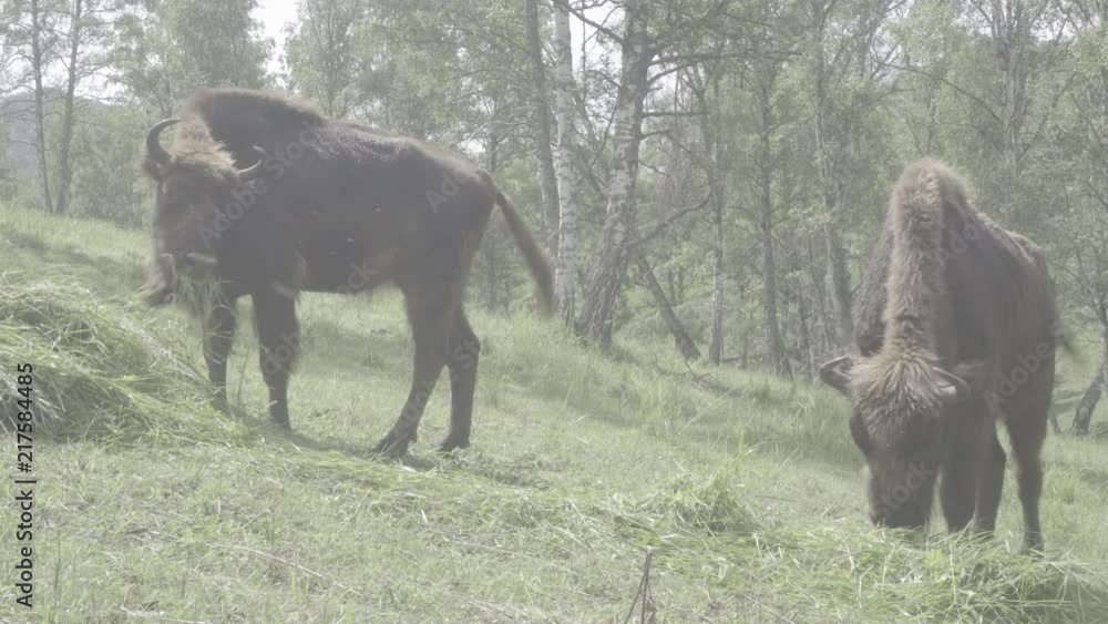 Bisons chew green grass in the forest. Cattle in the wild. S-log, ungraded Bisons chew green grass in the forest. Cattle in the wild. S-log, ungraded