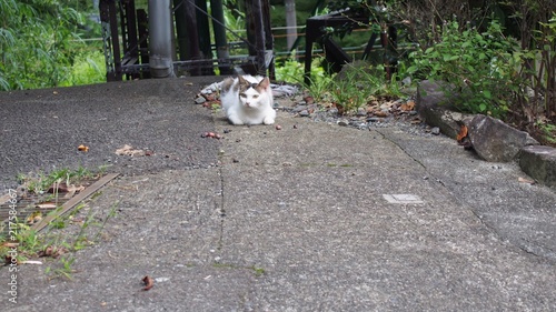 箱根　野良猫