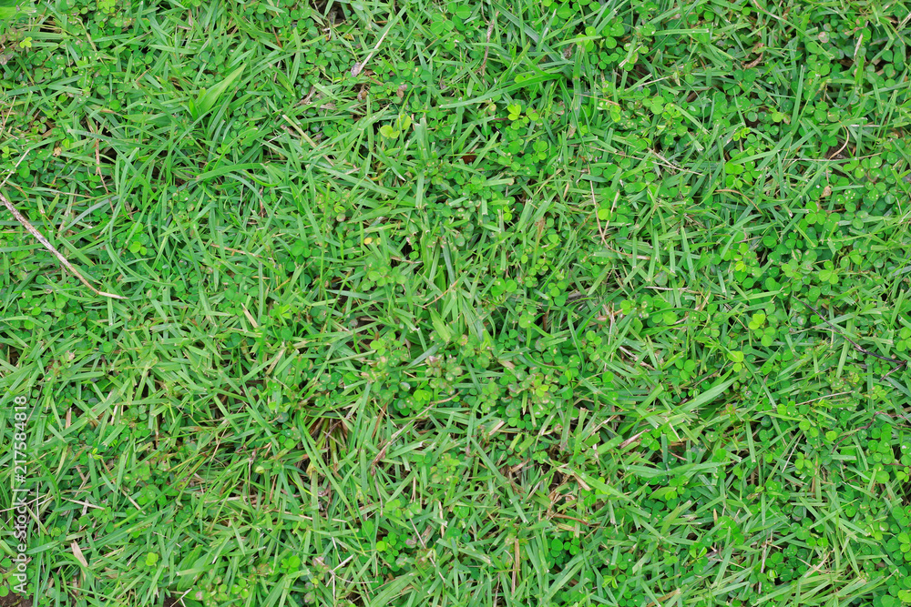 nature green leaf wall texture of the tropical forest plant