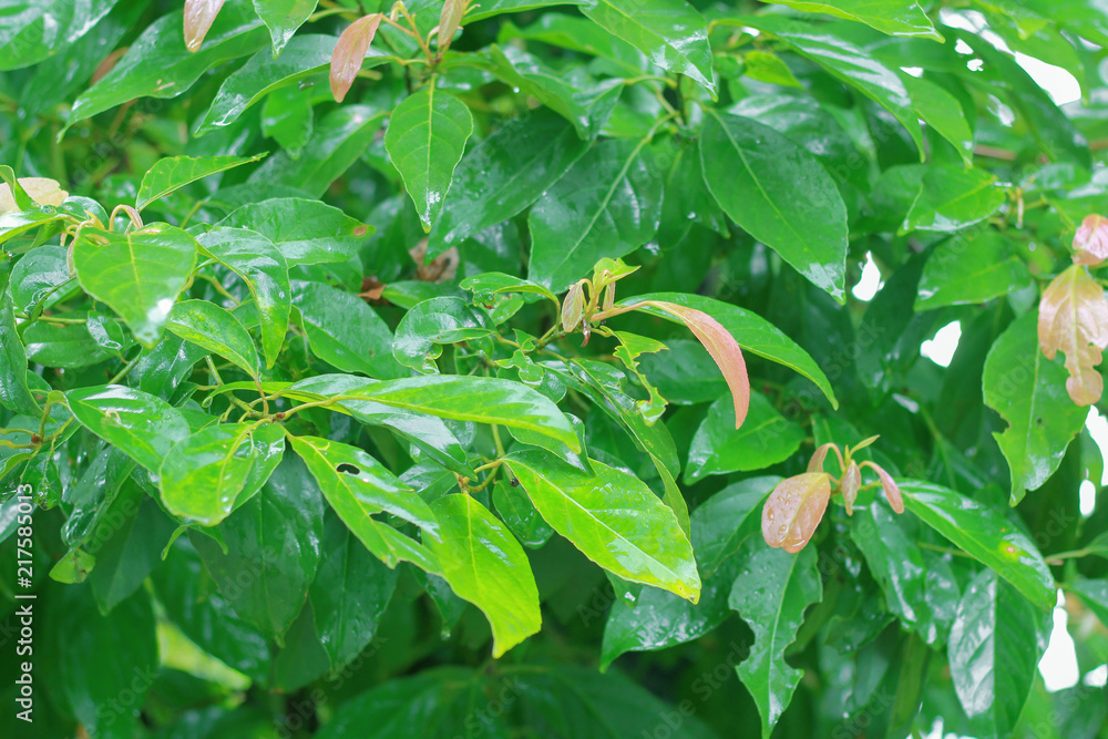 nature green leaf wall texture of the tropical forest plant nature green leaf wall texture of the tropical forest plant