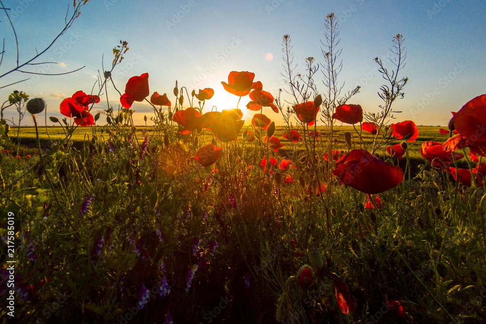 Poppy meadow in the beautiful light of the evening sun - obrazy, fototapety, plakaty 