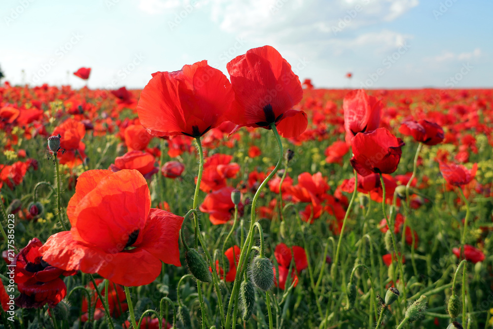 Obraz premium Poppy meadow in the beautiful light of the evening sun