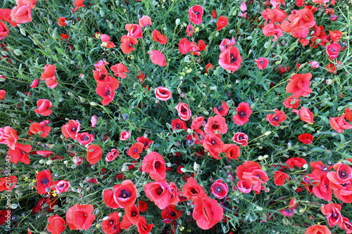 Fototapeta Naklejka Na Ścianę i Meble -  Beautiful view of a red poppy flower field in spring, top view