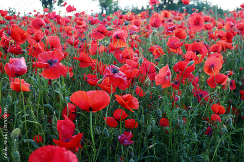 Fototapeta Naklejka Na Ścianę i Meble -  Poppy meadow in the beautiful light of the evening sun