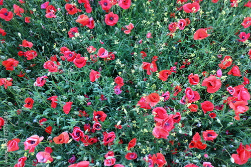 Fototapeta Naklejka Na Ścianę i Meble -  Beautiful view of a red poppy flower field in spring, top view