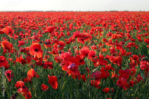 Fototapeta Naklejka Na Ścianę i Meble -  Poppy meadow in the beautiful light of the evening sun