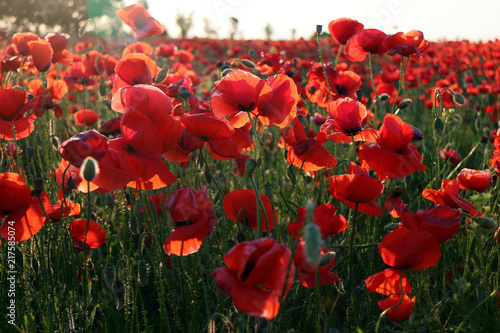 Fototapeta Naklejka Na Ścianę i Meble -  Poppy meadow in the beautiful light of the evening sun