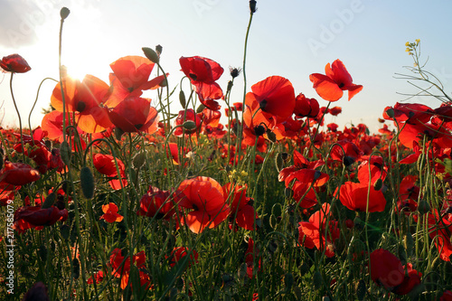 Fototapeta Naklejka Na Ścianę i Meble -  Poppy meadow in the beautiful light of the evening sun