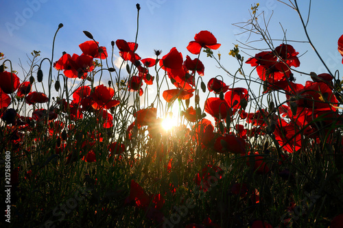 Fototapeta Naklejka Na Ścianę i Meble -  Poppy meadow in the beautiful light of the evening sun