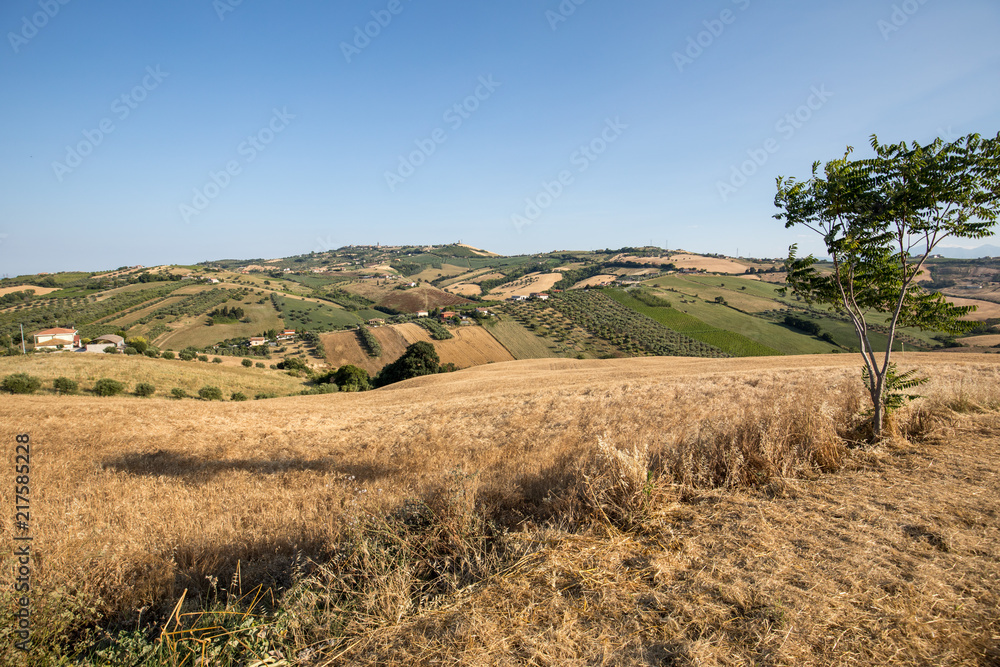 Panoramic view of olive groves and farms on rolling hills of Abruzzo