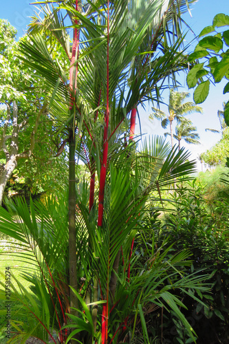 Lipstick palm or red sealing wax palm  Cyrtostachys renda  in Maui Tropical Plantation  Hawaii