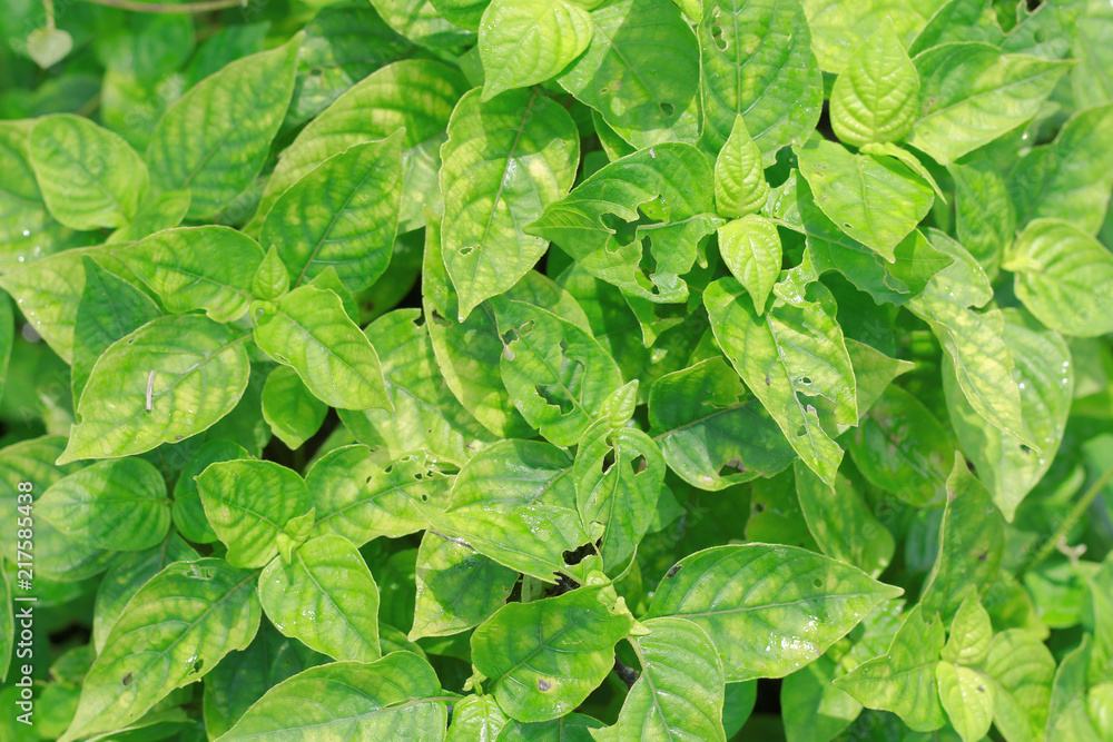 nature green leaf wall texture of the tropical forest plant nature green leaf wall texture of the tropical forest plant