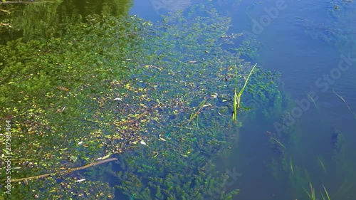 Many green and blue colorful dragonflies cheerfully flying over river water on sunny sunset summer evening. Real time 4k video footage. photo