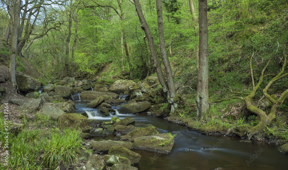 Stream In Derbyshire / An image of a gently flowing stream in Derbyshire Woodland, England, UK Stream In Derbyshire / An image of a gently flowing stream in Derbyshire Woodland, England, UK