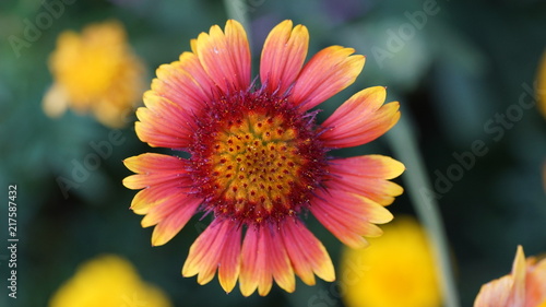 Rudbeckia Blüte