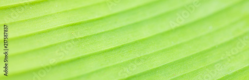 Green palm leaf Texture Background Top view