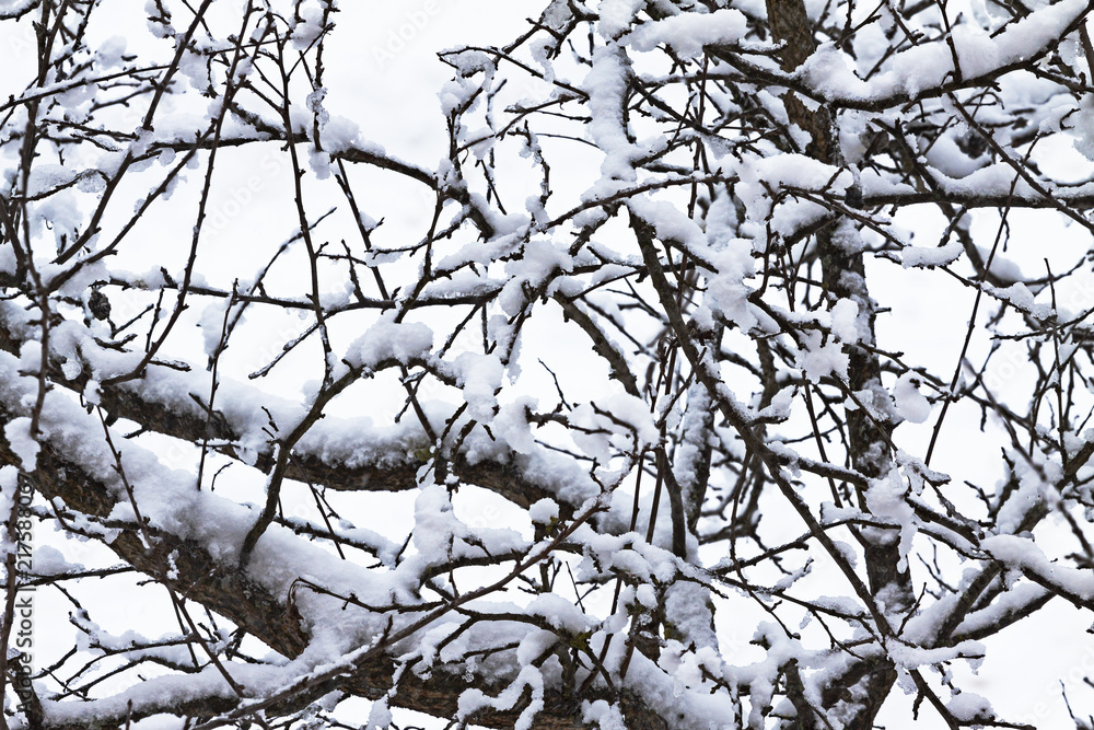 A lot of snow on the branches of trees. A lot of snow on the branches of trees.