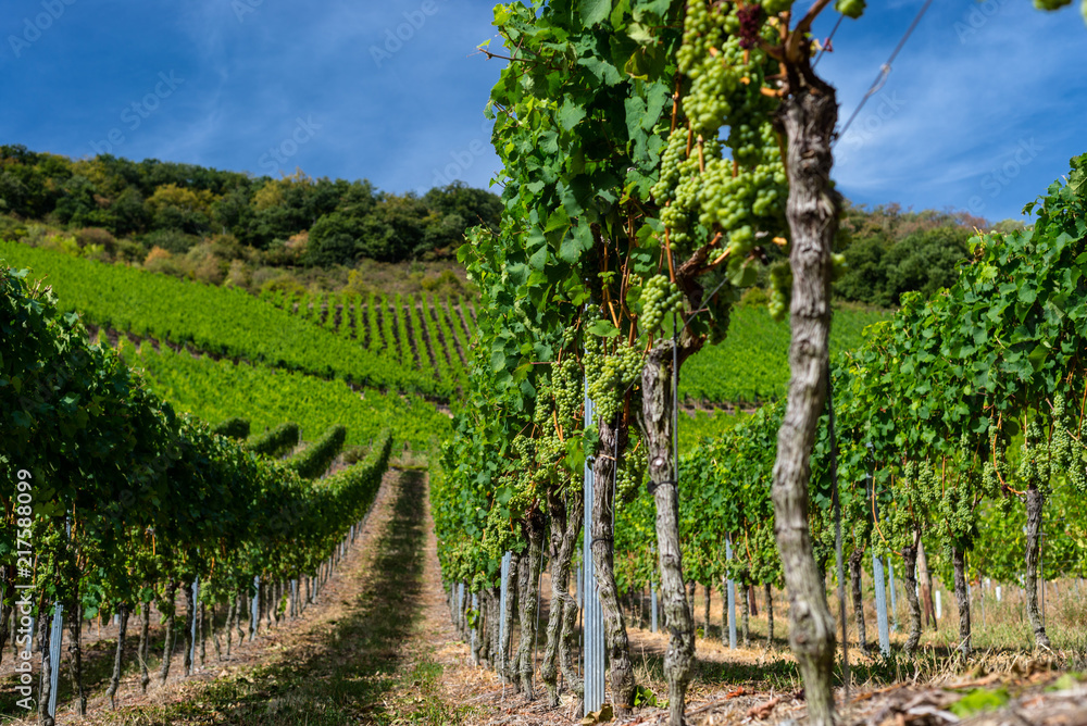 Obraz premium Ripening white grapes close-up on a vine plantation on a beautiful hot, sunny, summer day in western Germany.