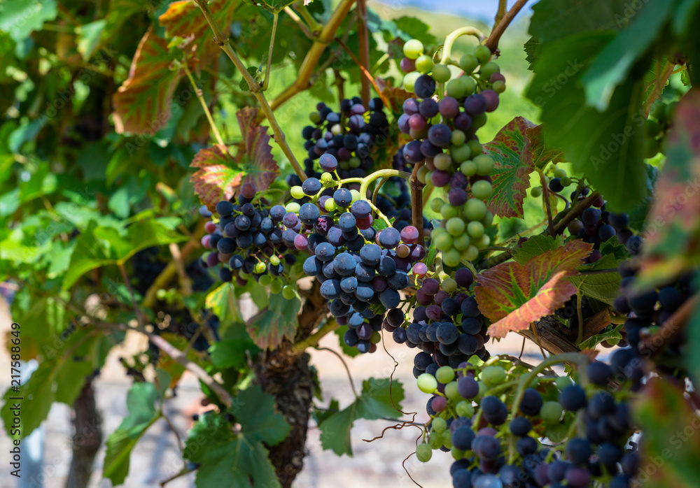 Ripening red grapes close-up on a vine plantation on a beautiful hot, sunny, summer day in western Germany.