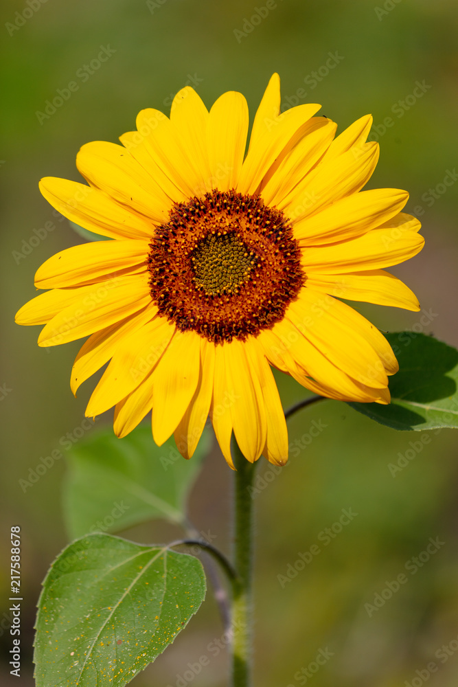 Yellow sunflower flower in the garden in summer Yellow sunflower flower in the garden in summer