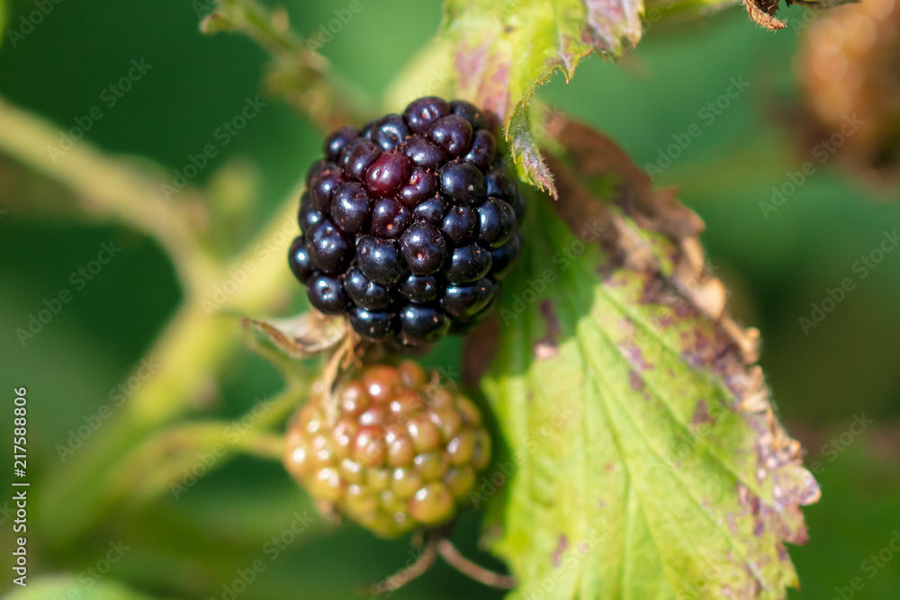 Black ripe blackberries in the garden Black ripe blackberries in the garden