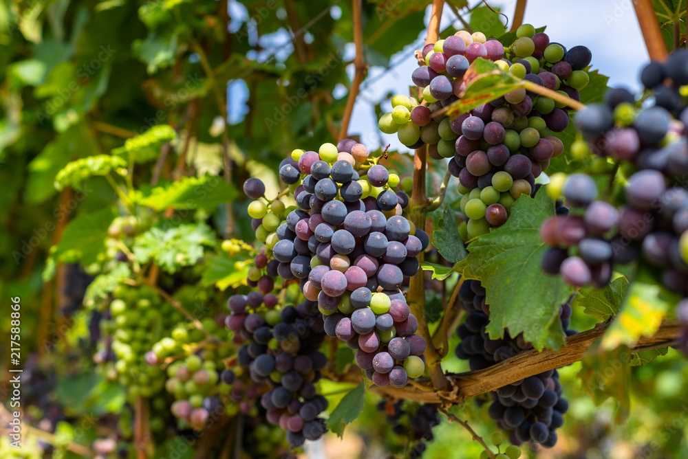 Ripening red grapes close-up on a vine plantation on a beautiful hot, sunny, summer day in western Germany.