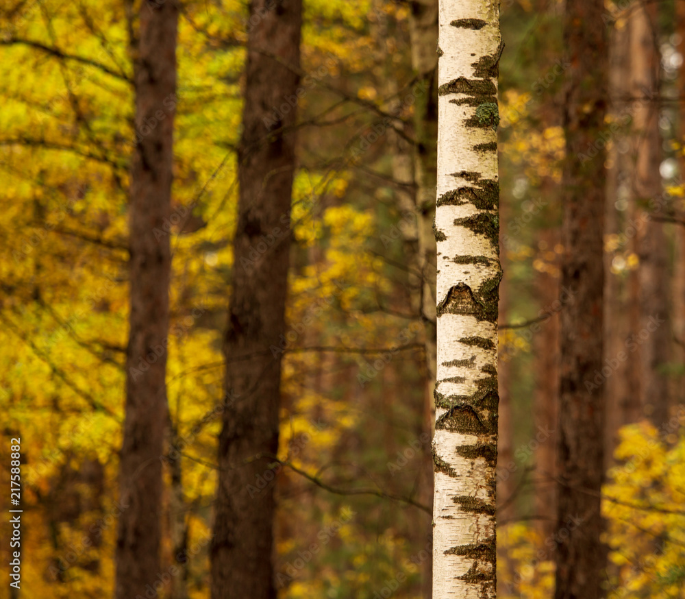 Birches in the forest in autumn as a background Birches in the forest in autumn as a background