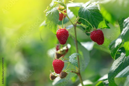 Red ripe raspberries in the garden