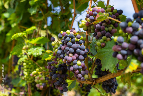 Wallpaper Mural Ripening red grapes close-up on a vine plantation on a beautiful hot, sunny, summer day in western Germany. Torontodigital.ca
