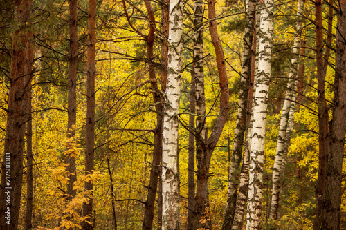 Birches in the forest in autumn as a background © schankz
