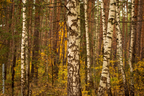 Birches in the forest in autumn as a background