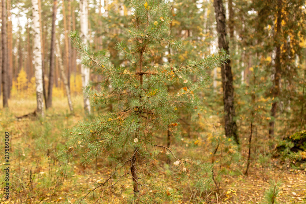 Coniferous trees in the autumn forest as a background Coniferous trees in the autumn forest as a background