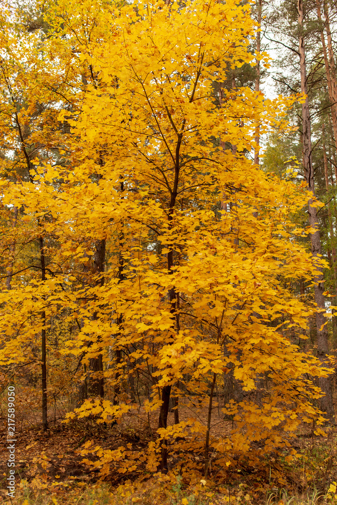 Trees in the forest in autumn as a background