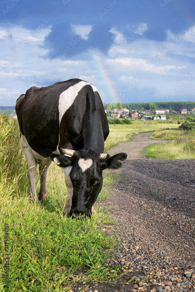 cow grazing in a pasture after a rain under the rainbow cow grazing in a pasture after a rain under the rainbow
