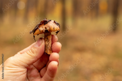 Edible mushroom in hand in the forest