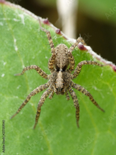 Wolf spider (Pardosa)