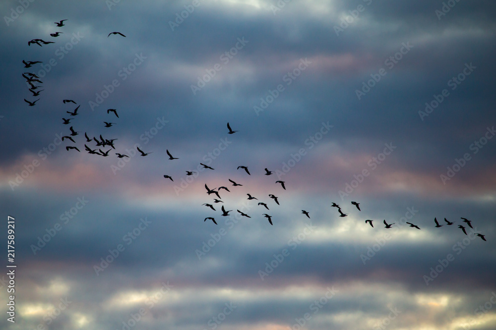 A flock of birds flies at sunset A flock of birds flies at sunset