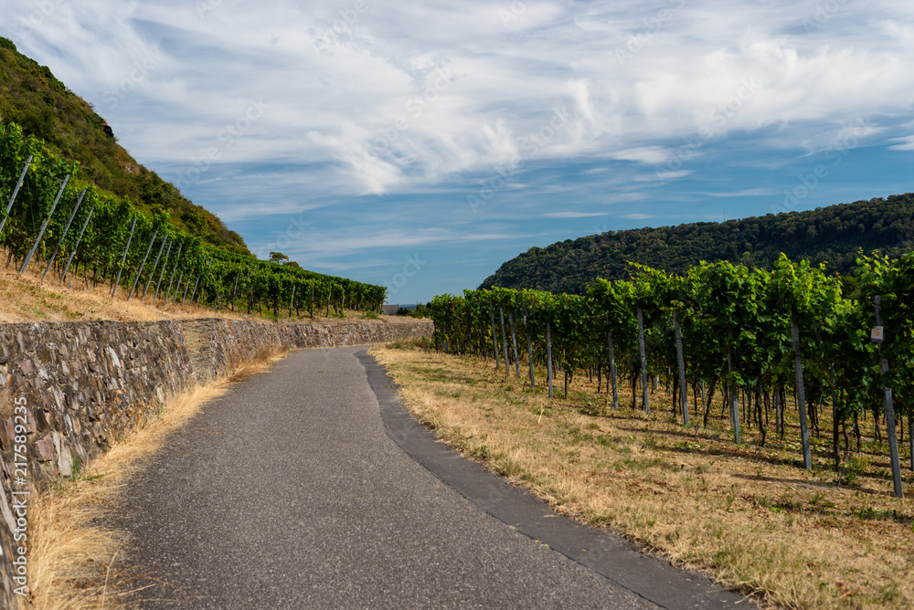 A road leading to a hill of vine plantation on a beautiful hot, sunny, summer day in western Germany. A road leading to a hill of vine plantation on a beautiful hot, sunny, summer day in western Germany.