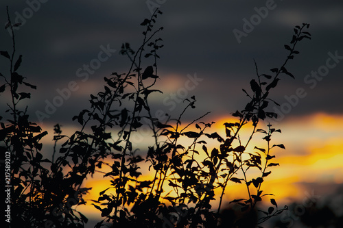 Tree branches with leaves at sunset as background